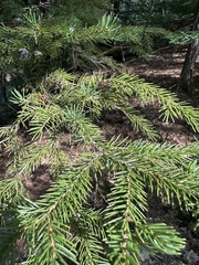 Picea rubens, photograph (c) Jaime McGuigan, some rights reserved (CC BY)