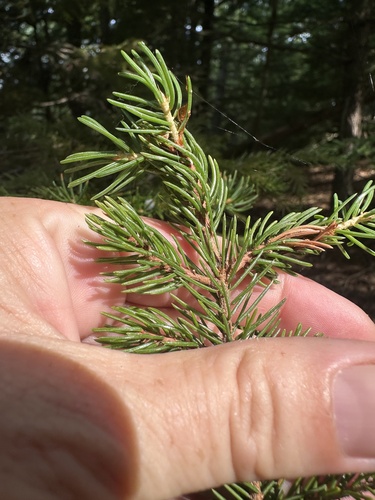 Picea rubens, photograph 6