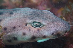 Aulohalaelurus labiosus