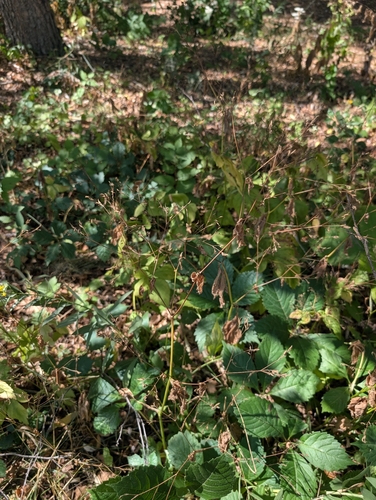 Cryptotaenia canadensis, photograph 3