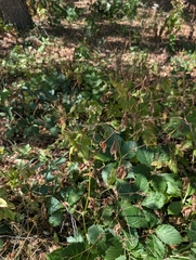 Cryptotaenia canadensis, photograph author not stated, no rights reserved