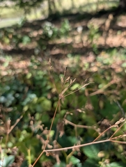 Cryptotaenia canadensis, photograph author not stated, no rights reserved