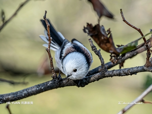 Long-tailed Tit