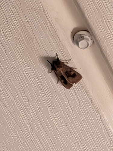 Bronzed Cutworm Moth