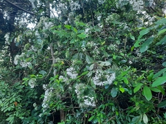 Pavetta hongkongensis