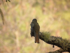 Trogon mexicanus