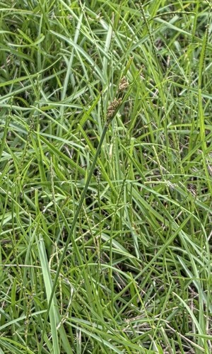 Fimbristylis dichotoma, photograph 6