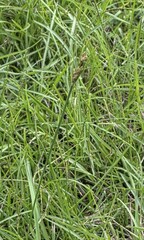 Fimbristylis dichotoma, photograph (c) 胡正恆(Jackson Hu), some rights reserved (CC BY)