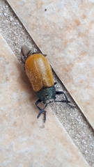 Labidostomis