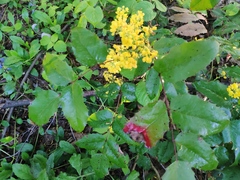 Berberis aquifolium