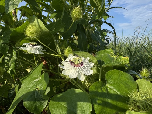 Orangefruit Passionflower
