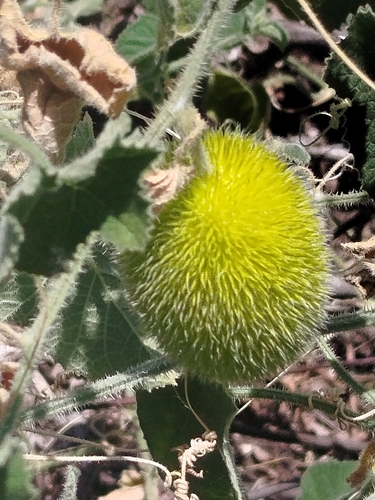 Cucumis dipsaceus