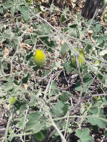 Cucumis dipsaceus, photograph 2