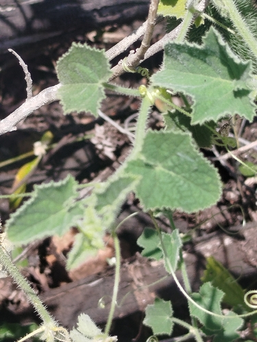 Cucumis dipsaceus, photograph 3