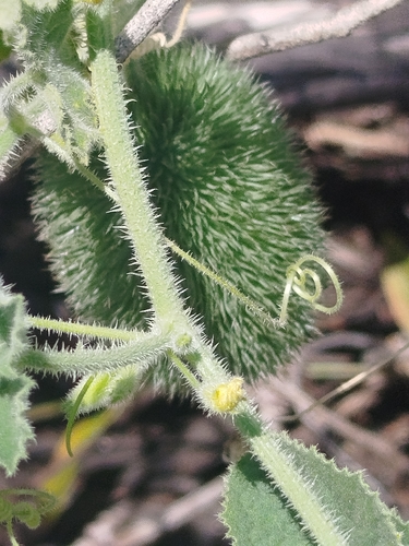Cucumis dipsaceus, photograph 4