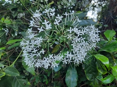 Pavetta hongkongensis