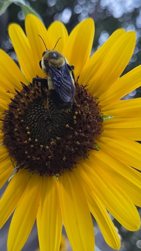 Southern Plains Bumble Bee