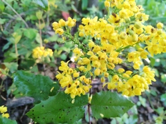 Berberis aquifolium