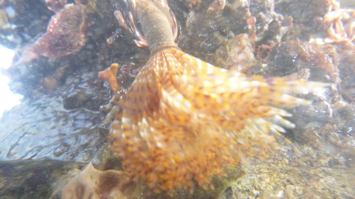 Mediterranean Fanworm
