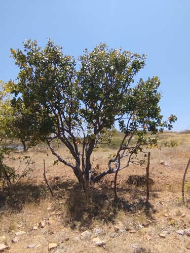 Curatella americana, photograph 5