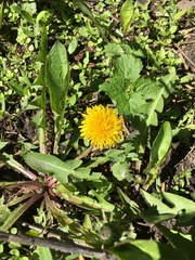 Taraxacum officinale