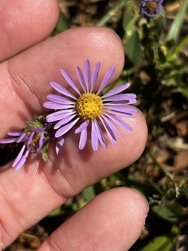 iNaturalist observation photo of western mountain aster