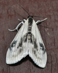 Cliniodes ostreonalis