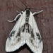 Oystershell Metrea Moth - Photo (c) Aaron Carlson, some rights reserved (CC BY), uploaded by Aaron Carlson