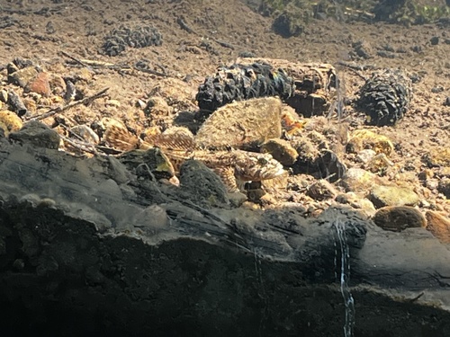 iNaturalist observation photo of Paiute Sculpin