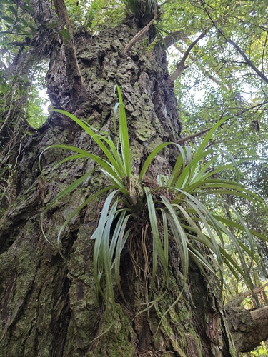 Astelia hastata, photograph 6