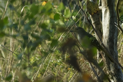 iNaturalist image