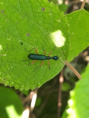 Neocollyris