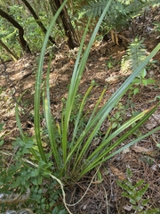 Cordyline banksii