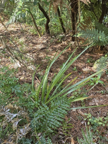 Cordyline banksii, photograph 2