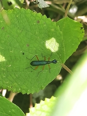 Neocollyris