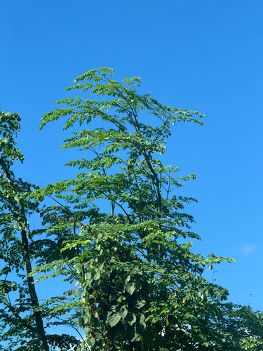 Moringa oleifera observed 2026-09-11
