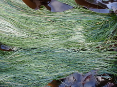Phyllospadix torreyi