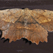 Muzaria Euchlaena Moth - Photo (c) Aaron Carlson, some rights reserved (CC BY), uploaded by aarongunnar