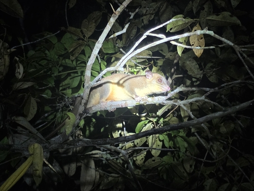 Bare-tailed Woolly Opossum