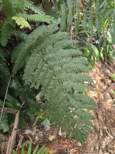 Leptopteris hymenophylloides, photograph 3