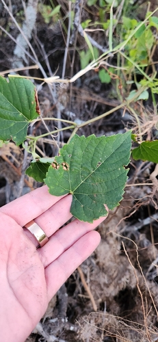 Ampelopsis cordata, photograph 3