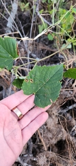 Ampelopsis cordata, photograph author not stated, no rights reserved