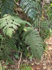 Leptopteris hymenophylloides, photograph author not stated, no rights reserved