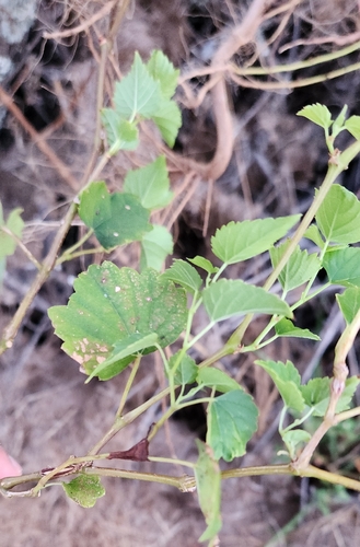 Ampelopsis cordata, photograph 4