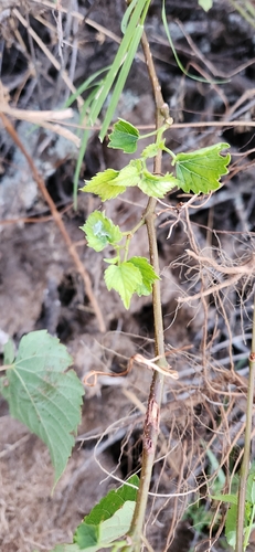 Ampelopsis cordata, photograph 5