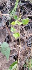 Ampelopsis cordata, photograph author not stated, no rights reserved