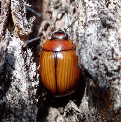 Paropsisterna rufobrunnea