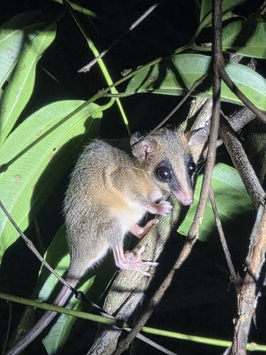 Agile Gracile Opossum