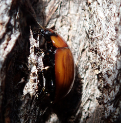 Paropsisterna rufobrunnea