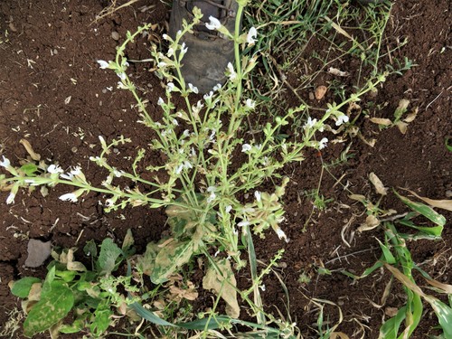 Syrian Sage (Salvia syriaca)